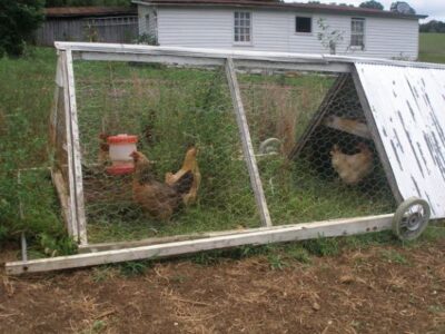 Lessons from Experienced Chicken Keepers Image
